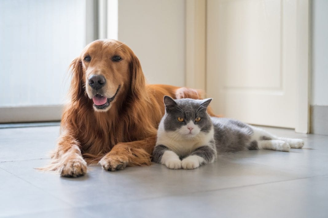 Σαν το σκύλο με τη γάτα: Πως να συνυπάρξουν αρμονικά τα δύο κατοικίδια