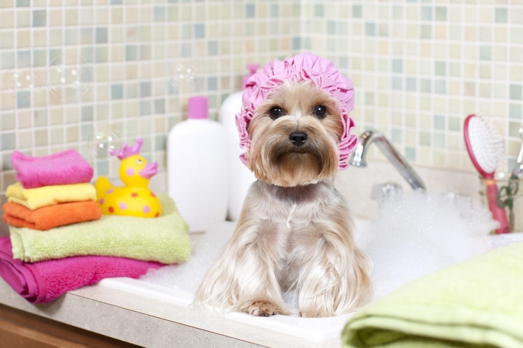 Όλα τα tips για να κάνεις πιο εύκολο το μπάνιο του σκύλου σου