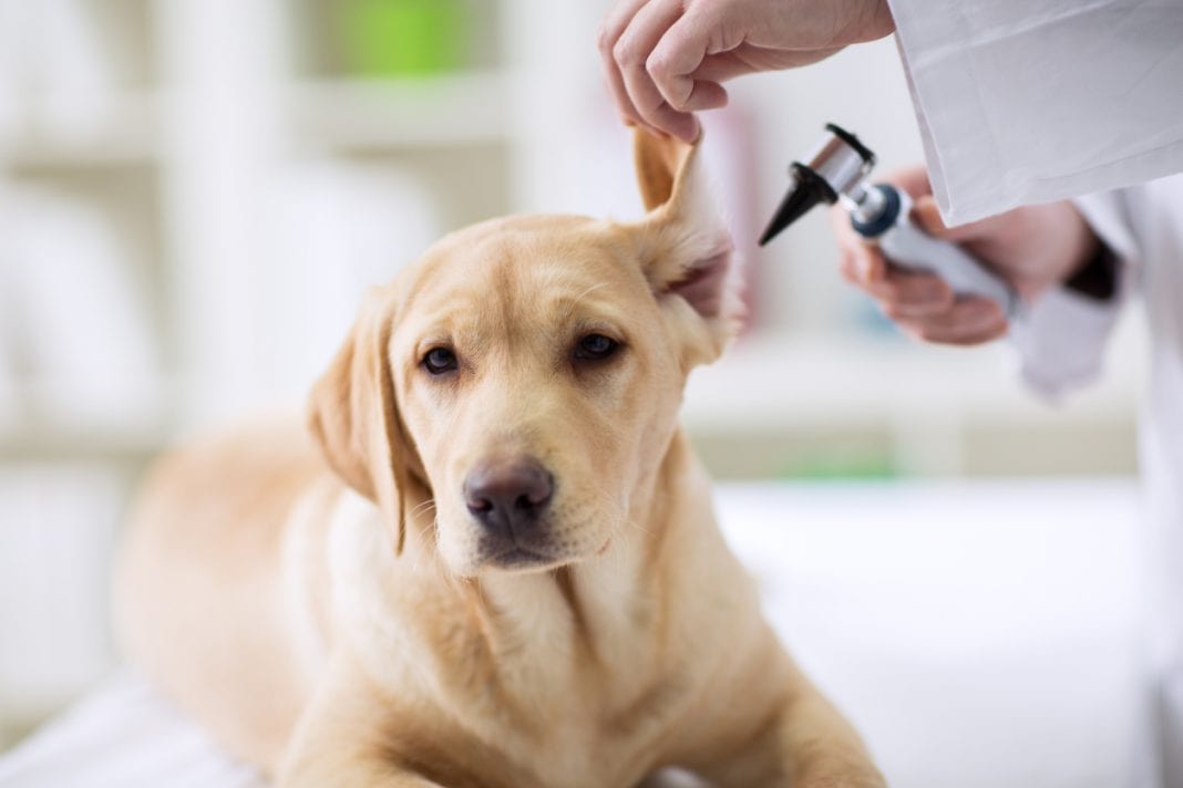 Έτσι θα καταλάβετε αν το σκυλάκι σας υποφέρει από πρόβλημα στα αυτιά