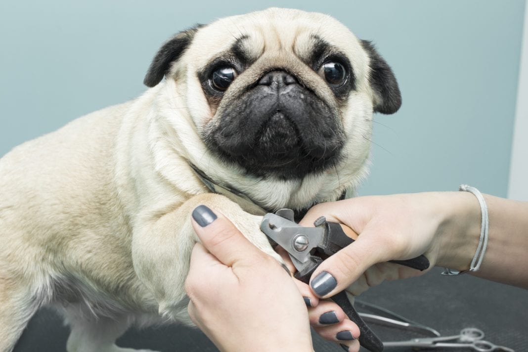 Πως να περιποιηθείτε τα νύχια του σκύλου σας!