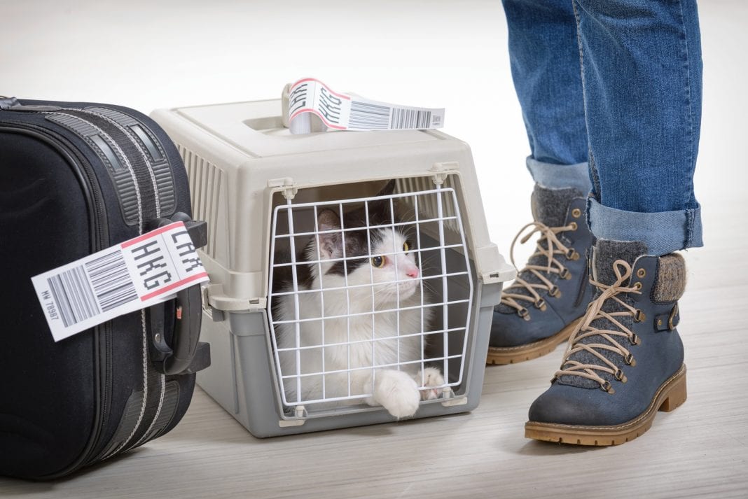 Γάτες και αεροπλάνα: Tips για ασφαλές ταξίδι με τους τετράποδους φίλους σας