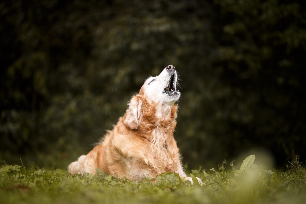Εικόνες θλίψης στην Εύβοια: Σκυλάκια περιμένουν στις ξαπλώστρες να κοπάσει η φωτιά