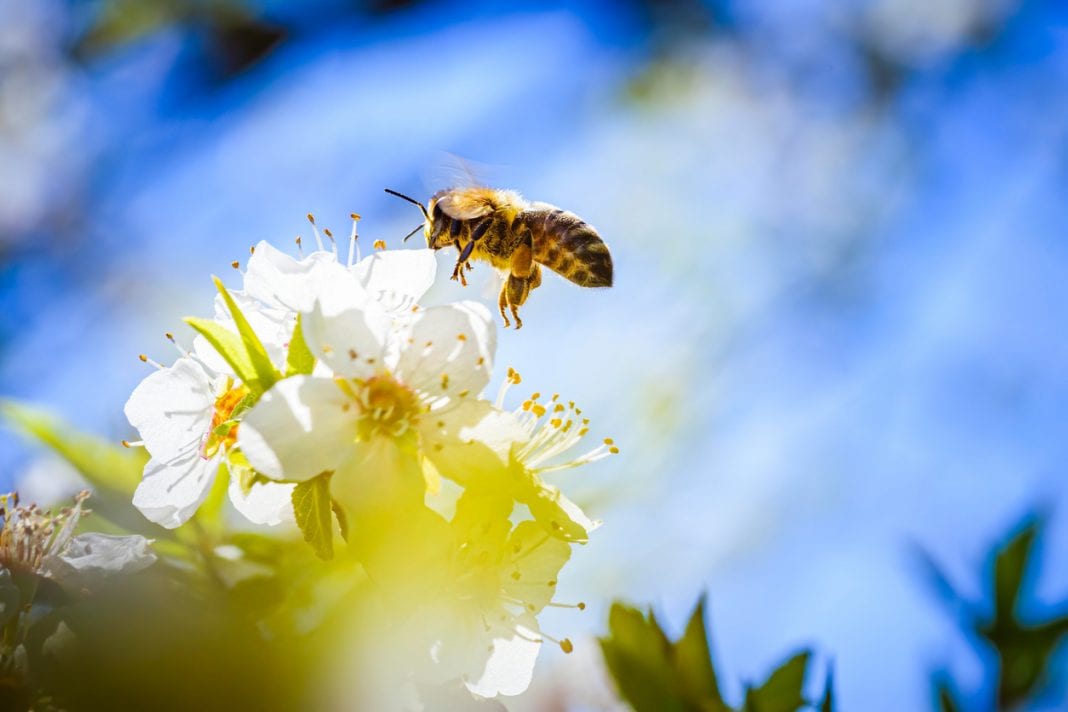 Κορονοϊός: Εκπαιδευμένες μέλισσες εντοπίζουν κρούσματα