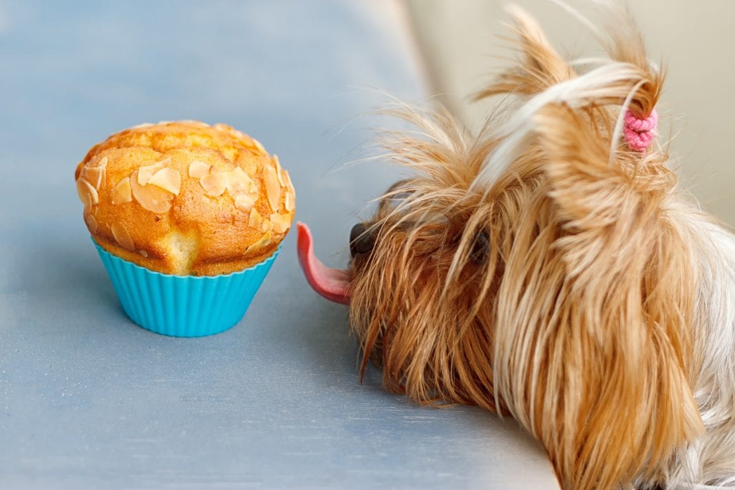 Φτιάξτε πανεύκολα, γευστικά muffins για το σκυλάκι σας