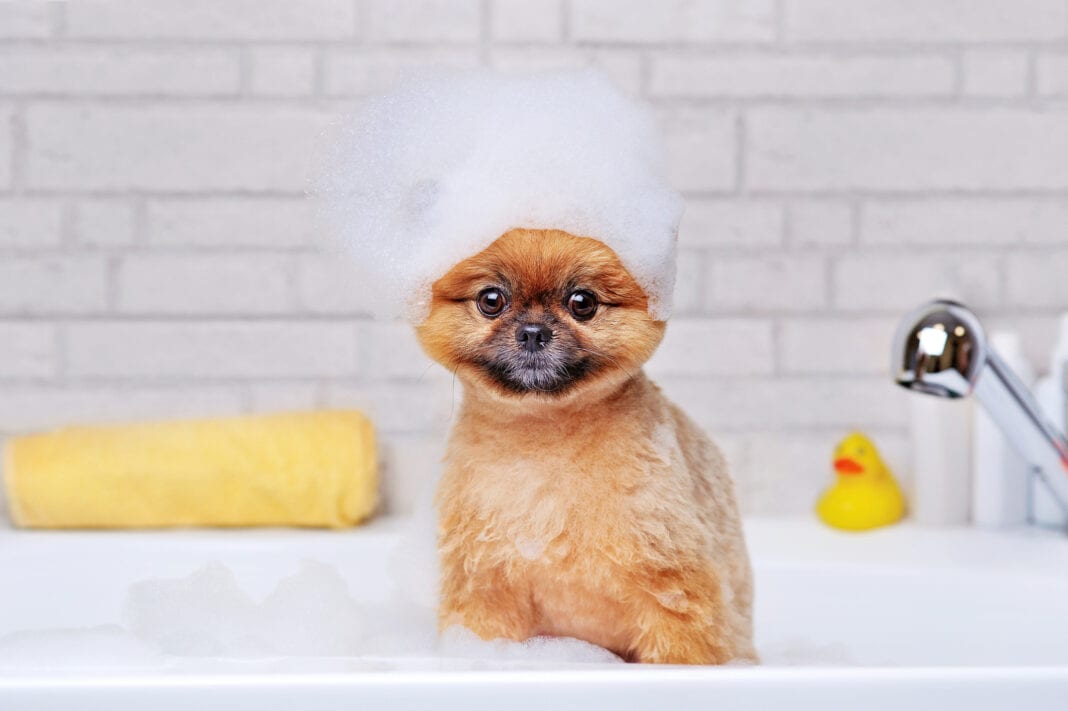 Κάνε το μπάνιο του σκύλου σου πιο εύκολο με αυτά τα απλά tips!