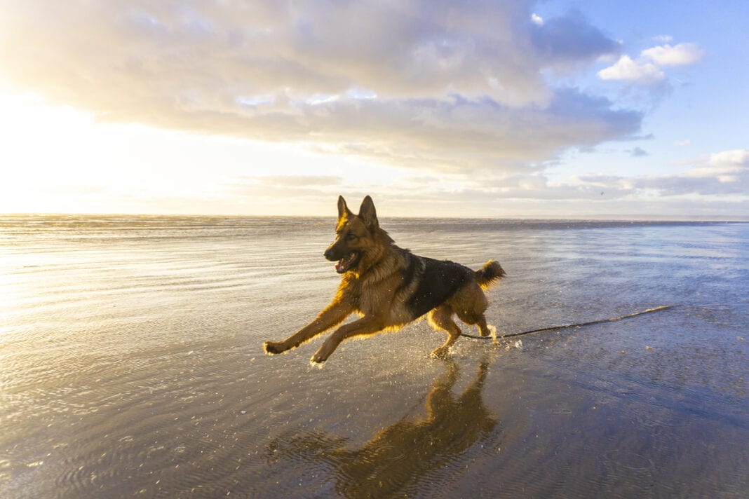 6+1 Tips για την τέλεια ημέρα με τον σκύλο στην παραλία