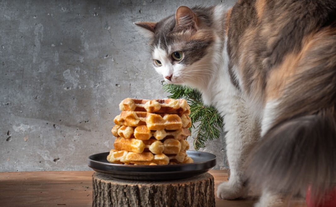 Φτιάξε λαχταριστά μπισκότα τόνου για το γατάκι σου με μόνο 5 υλικά!