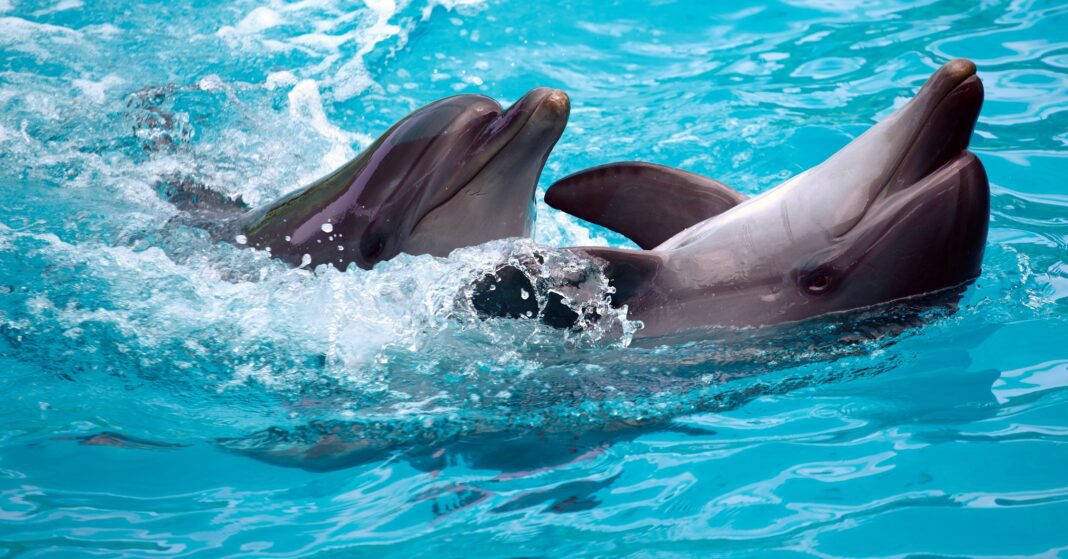 Έρευνα αποκάλυψε απίστευτα δεδομένα για τα δελφίνια του Θερμαϊκού