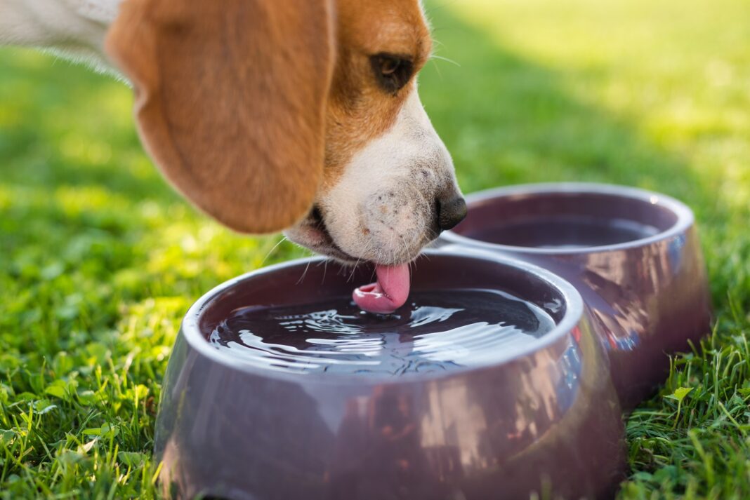 Πόσο νερό πρέπει να πίνει ο σκύλος σου; 4 λόγοι που δεν το κάνει!