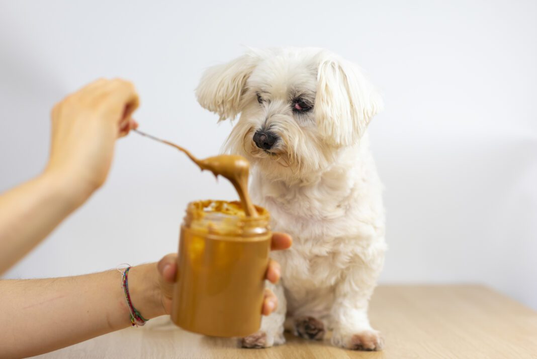 Εύκολα και γρήγορα σνακ με φυστικοβούτυρο για το σκυλάκι σου!
