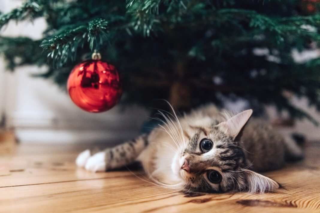 Πώς θα σταματήσει η γάτα σου να ανεβαίνει στο χριστουγεννιάτικο δέντρο;