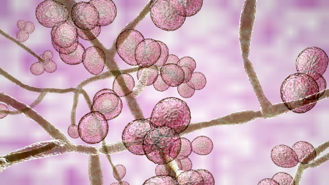 Τι είναι ο μύκητας Candida auris που θεωρείται ο νέος “εφιάλτης” για την παγκόσμια υγεία
