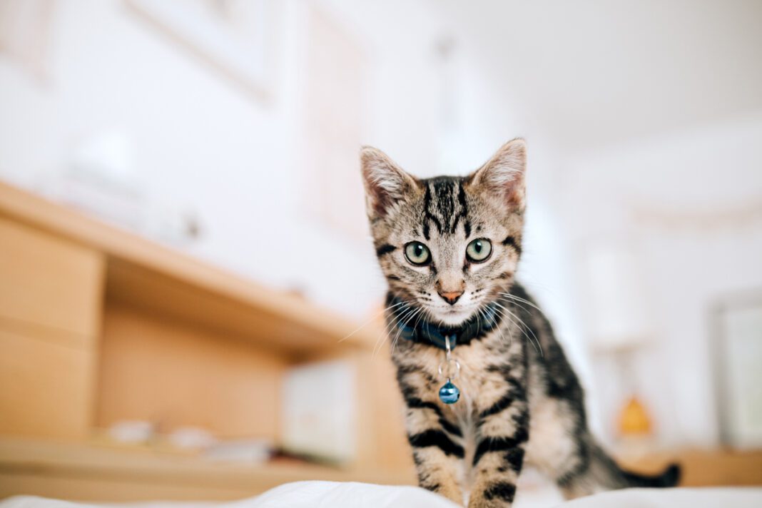 Γάτα μόλυνε άνθρωπο με κορονοϊό – Η πρώτη περίπτωση παγκοσμίως