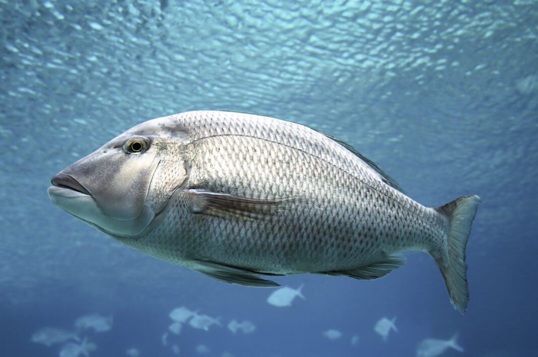 Προσοχή: Αυτά είναι τα πιο επικίνδυνα ψάρια που κυκλοφορούν στην Ελλάδα