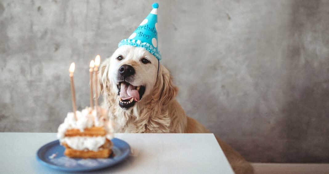 Έχει γενέθλια ο σκύλος σου; Φτιάξ' του σπιτική τουρτά με τα χεράκια σου!